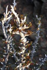 Euryops subcarnosus