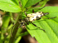Evodinus monticola