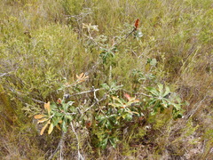 Banksia dentata