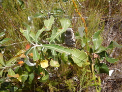 Banksia dentata