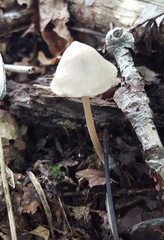 Entoloma conicum