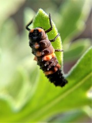 Coccinella transversalis