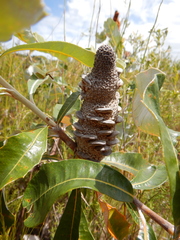 Banksia dentata