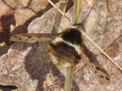 Bombylius pygmaeus