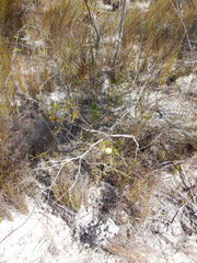 Gompholobium nitidum