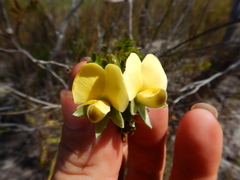 Gompholobium nitidum