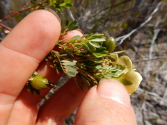 Gompholobium nitidum