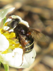 Eristalis cryptarum