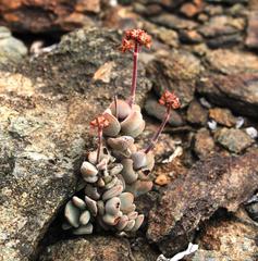 Crassula sericea sericea