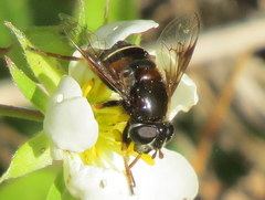 Eristalis cryptarum