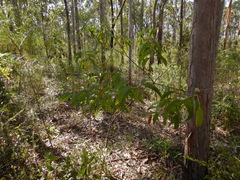Acacia crassicarpa