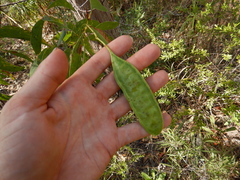 Acacia crassicarpa