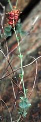 Dyerophytum africanum