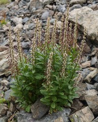 Macropodium nivale
