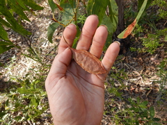 Acacia crassicarpa