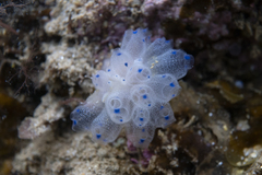 Clavelina pseudobaudinensis