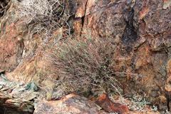Dyerophytum africanum