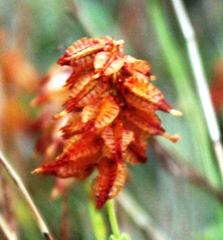 Dyerophytum africanum