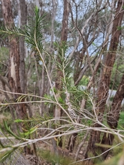 Melaleuca armillaris