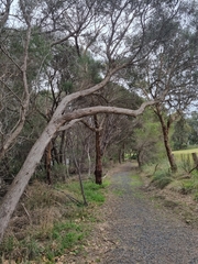 Melaleuca armillaris