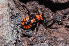 Tegea atropicta