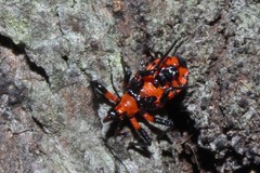 Tegea atropicta