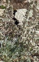 Artemisia umbelliformis
