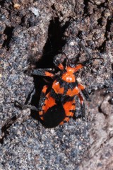 Tegea atropicta