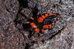 Tegea atropicta