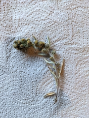 Artemisia umbelliformis