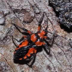 Tegea atropicta