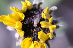 Euarestoides acutangulus