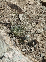 Artemisia umbelliformis