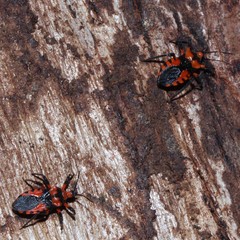Tegea atropicta