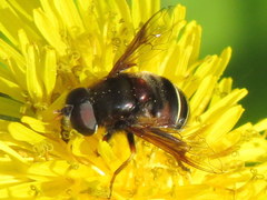 Eristalis cryptarum