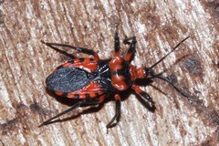 Tegea atropicta