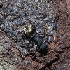 Polyrhachis erato