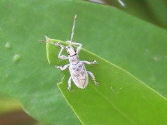 Myllocerus undecimpustulatus