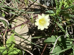 Gentiana itzershanensis
