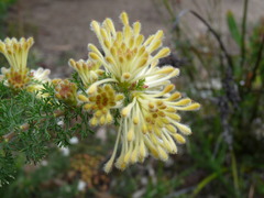 Petrophile serruriae