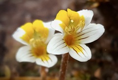 Euphrasia wettsteiniana