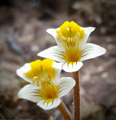 Euphrasia wettsteiniana