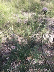Grevillea phylicoides