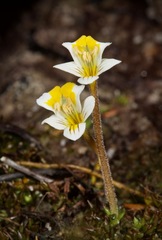 Euphrasia wettsteiniana