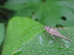 Svistella bifasciata