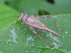 Svistella bifasciata