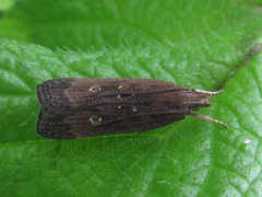 Helcystogramma triannulella