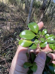 Psydrax odorata buxifolia