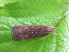 Helcystogramma triannulella