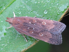 Helcystogramma triannulella